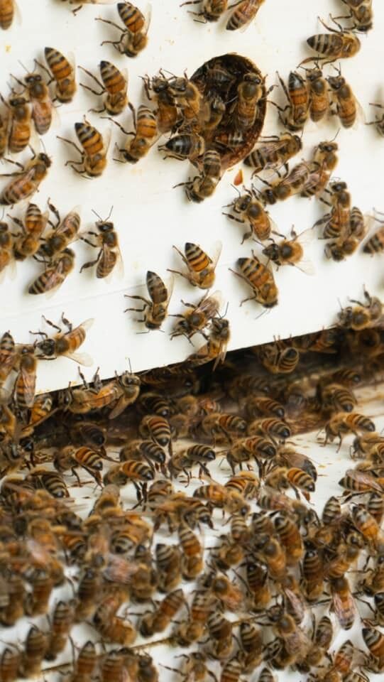 bees on hive